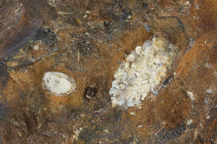 Paleocene Fossil Fruit (Psidium) - North Dakota #96883